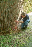 Femme élagage de vieilles tiges de Fargesia nitida - bambou avec sécateur, avril