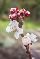 Prunus armeniaca - Fleur d'Abricot 'FlavourCot '.