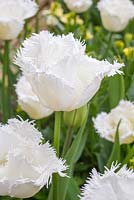Tulipa 'Ailes de cygne'