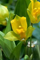 Lycaste aromatica - orchidée parfumée