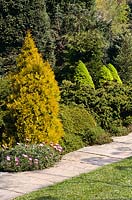 Thuja occidentalis rheingold poussant dans un parterre de fleurs avec Picea glauca albertiana conica et Osteopermum jucundum et Cryptomeria japonica cristata, Ness Botanic Garden