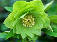 Helleborus x hybridus Ashwoods Garden Hybrids, hellébore, grande, double forme verte avec des taches marron. Une floraison pérenne de l'hiver.