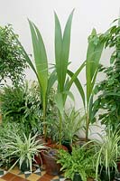 Coros nucifera, Chlorophytum, Nephrolepsis, Ficus benjamina et Ficus pumila 'Variegata'
