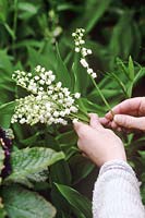 Convallaria majalis - muguet. Femme, cueillette, fleurs, mai