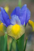 Iris 'beauté gitane' - iris hollandais - mai - Surrey