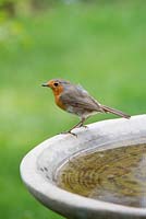 Erithacus rubecula - Robin sur un bain d'oiseaux, mai - Oxfordshire