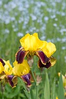 Iris 'Rajah '. Tall Bearded Iris, mai - Oxfordshire