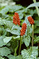 Arum italicum subsp italicum Marmoratum. Fruits rouges et feuillage panaché