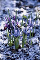 Variétés d'Iris reticulata. Fin, haut, pourpre, fleurs, léger, neige