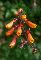 Eccremocarpus scaber - la vigne de gloire chilienne. Fleurs orange sur une pointe, septembre