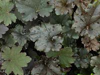 Heuchera Binoche, une plante vivace à feuilles persistantes avec des feuilles noires mates de taille moyenne
