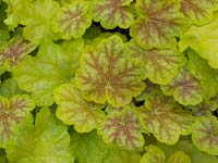 Heuchera Tiramisu, une plante vivace à feuillage persistant avec un nouveau feuillage rosâtre, mûrissant à des feuilles jaune verdâtre doré marquées en rouge