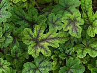 Tiarella Happy Trails, une vivace à petites feuilles arrondies et lobées marquées d'une épaisse bande noire sur les nervures.