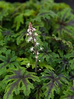 Tiarella Black Snowflake, une plante vivace aux feuilles vert foncé galbées avec des marques brunes sur les zones centrales. Jolies fleurs blanches en forme d'étoile.