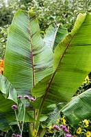 Musa sikkimensis var. Pourpre éclaboussé sous forme de parterre de fleurs, Cotsworld Wildlife Park