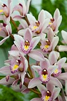 Cymbidium 'Showgirl' - orchidée bateau