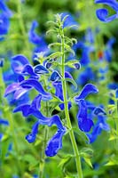 Salvia patens 'Oxford Blue', août