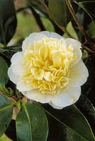 Camellia japonica 'Brushfields Yellow', Mont Edgecumbe