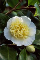 Camellia x Williamsii 'Jury Yellow', Mont Edgecumbe, mars
