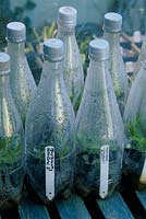 Boutures de Penstemon dans des bouteilles en plastique transparent