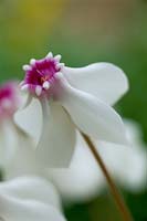 Cyclamen hederifolium 'Stargazer'