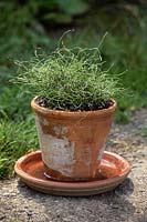Equisetums scirpoides - Ruée à récurer - forme frisée