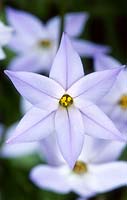 Ipheion uniflorum - Fleur d'étoile de printemps, mars