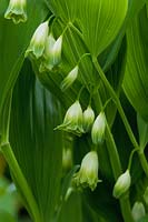 Polygonatum odoratum 'Flore Pleno' - Sceau japonais de Salomon