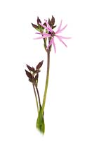 Ragged Robin - Lychnis flos-cuculi