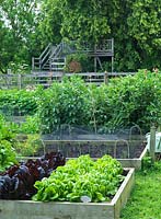 Les bordures de légumes surélevées contiennent de la laitue et des fèves dans un jardin de campagne productif.