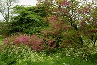 Cercis siliquastrum avec semis spontané Cambridge Botanic Gardens