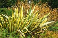 Phormium x williamsii avec Stipa gigantea - Bressingham Gardens
