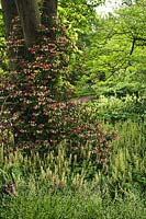 Lonicera x americana avec Melica uniflora alba, Bergenia et Tellima grandiflora dans les bois du Cambridge Botanic Gardens, mi-mai