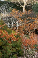 Hamamelis x intermedia 'Jelena', Rubus biflorus, Erica terminalis - gauche, Betula 'Jermyns', Erica erigena 'Irish Dusk' - droite, Berberis