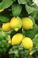 Citrus limona 'Four Seasons' en mars à la pépinière de Scarlett à Colchester
