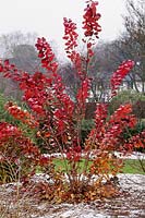 Cotinus 'Grace' aux couleurs de l'automne dans le jardin botanique de Cambridge en novembre