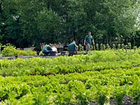 Plantation pour la récolte de la nouvelle saison dans le potager clos du Manoir.