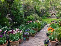 Jardin clos de Londres de 18m x 7m. Tulipes en pots sur le patio à côté de la voie d'accès au reste du jardin