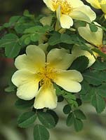 Rosa xanthina 'Canary Bird', une rose arbustive au parfum de musc, aux fleurs simples dorées au printemps.