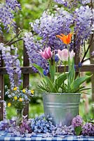 Affichage floral de printemps en plein air - pot de tulipes et muscari, vase de renoncules et de myosotis.