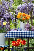 Affichage de printemps en plein air - tulipes, syringa, muscari, persil de vache, ne m'oubliez pas. Glycine grimpant contre une clôture en bois.