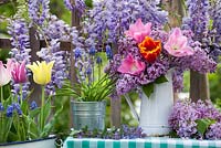 Affichage de printemps extérieur. Glycine en fleurs. Cruche de tulipes et syringa. Tulipes et muscari dans des seaux.
