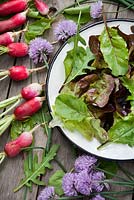 Salade mixte - feuilles de betterave rouge, roquette, ciboulette, lactuca 'Feuille de chêne rouge', lactuca 'Canasta', radis Flamboyant 3