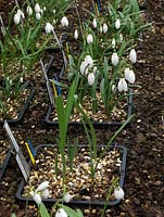 Troisième année, bulbes de perce-neige à double échelle en fleur. Une collection nationale de plus de 600 perce-neige différents est conservée dans des parterres de fleurs surélevés et des serres