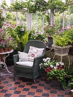Véranda exposée au nord avec collection de pélargoniums et chaises en osier pour s'asseoir au frais en été. Fougère.