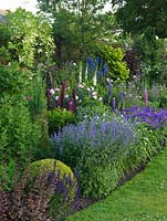 Parterre de fleurs herbacées avec lupins, menthe des chats, géranium rustique, digitales, delphiniums et boule de buxus.