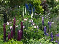 Parterre de fleurs herbacées en été - la plantation comprend des roses, des lupins, des digitales et des delphiniums