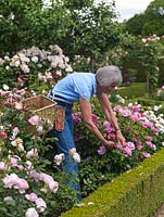 Maggie McGrath découvre des dizaines de roses dans le Shrub Rose Garden, une pièce de son jardin champêtre de 3 acres.