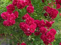 Rosa American Pillar, une vigoureuse rose rose carmin