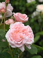 Rosa Eglantyne, un arbuste rose clair et moderne avec une excellente résistance aux maladies. Double, longue durée et fortement parfumé.